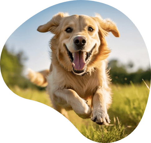 jumpping-dog