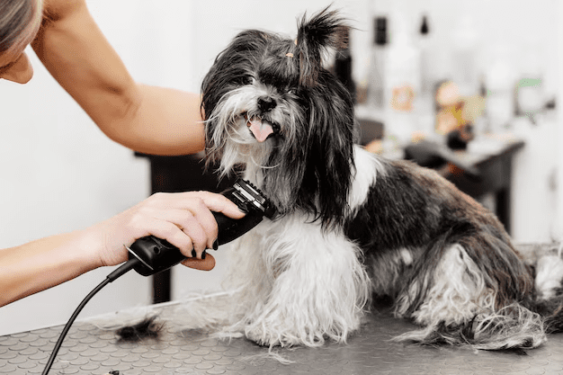 groomer-taking-care-