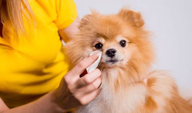 professional-cares-dog-specialized