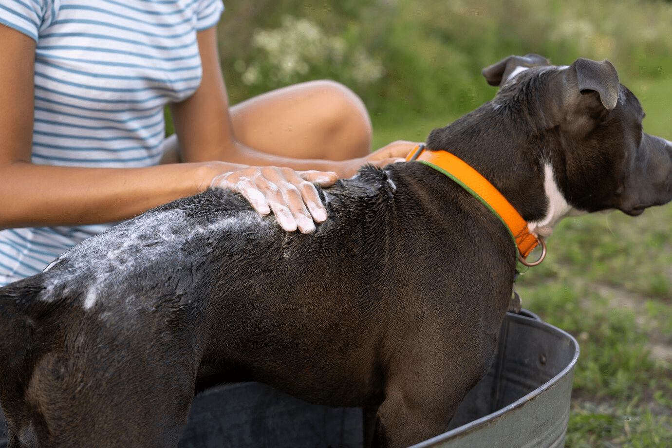 side-view-woman-washing-cute-dog_