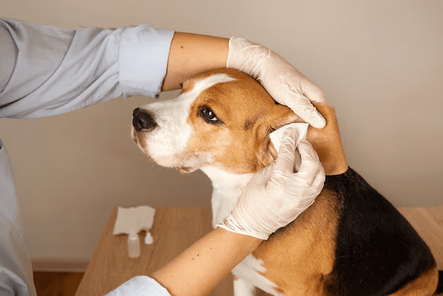 veterinarian-cleans-beagle-dogs
