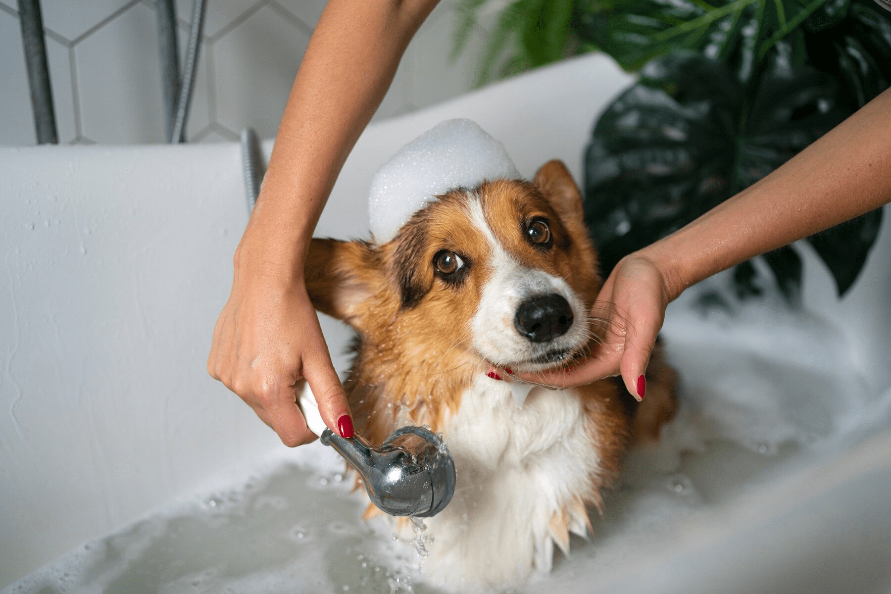 washing-pet-dog-