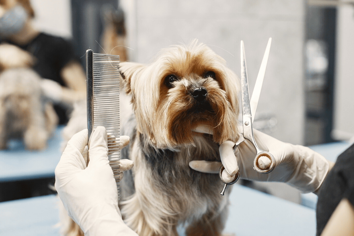 Pet Grooming in Hyderabad