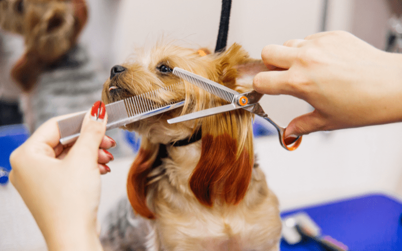 Expert dog groomers in Hyderabad
