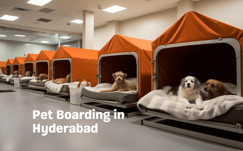 Pet Boarding in Hyderabad