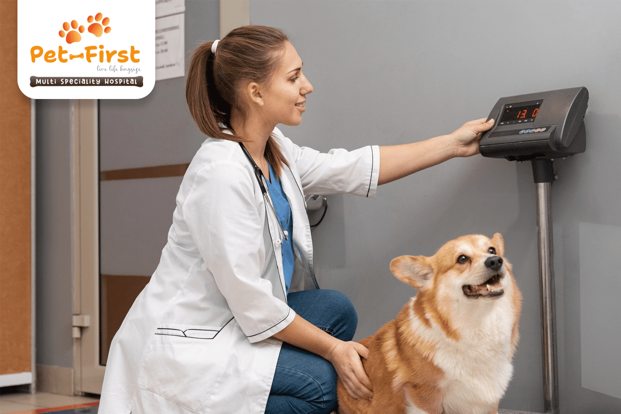 5 Things to Check Before You Visit Any Pet Hospital