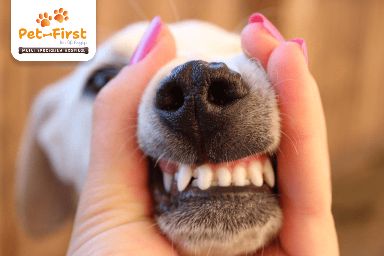 dental care in pets