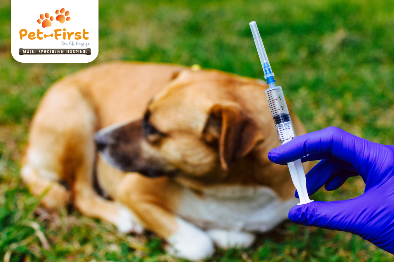Dog Infected Rabitt Rabies in Pets: Symptoms, Prevention & Care - Pet-First