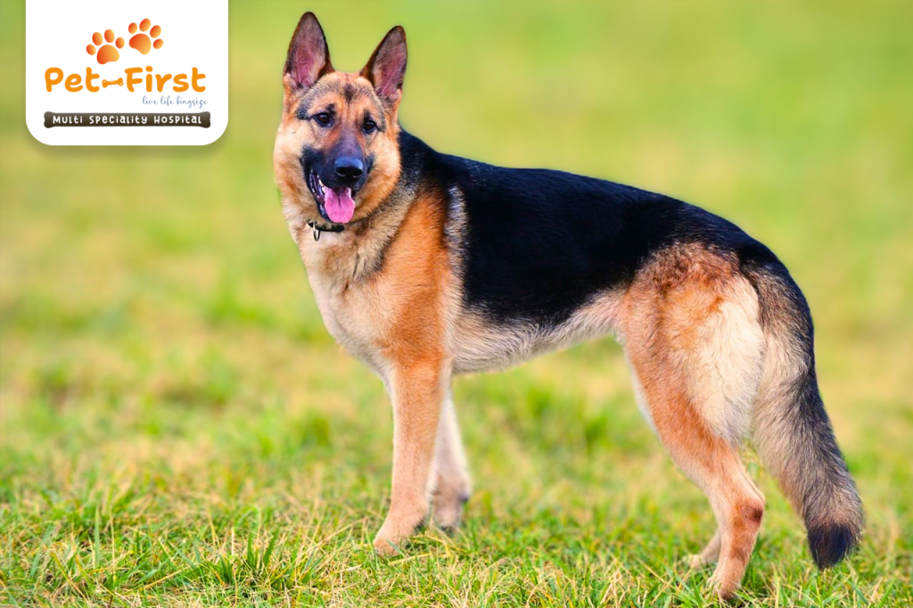 Top 5 Most Popular Dog Breeds in India - Pet First - Pet Hospital in Hyderabad