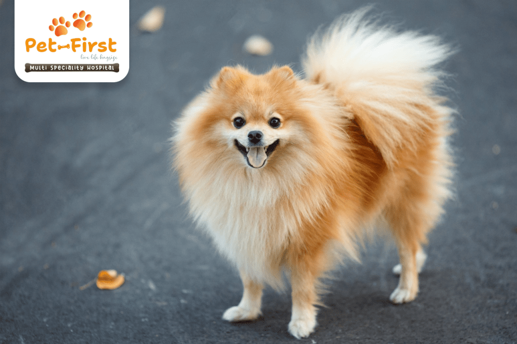 Top 5 Most Popular Dog Breeds in India - Pet First - Pet Hospital in Hyderabad