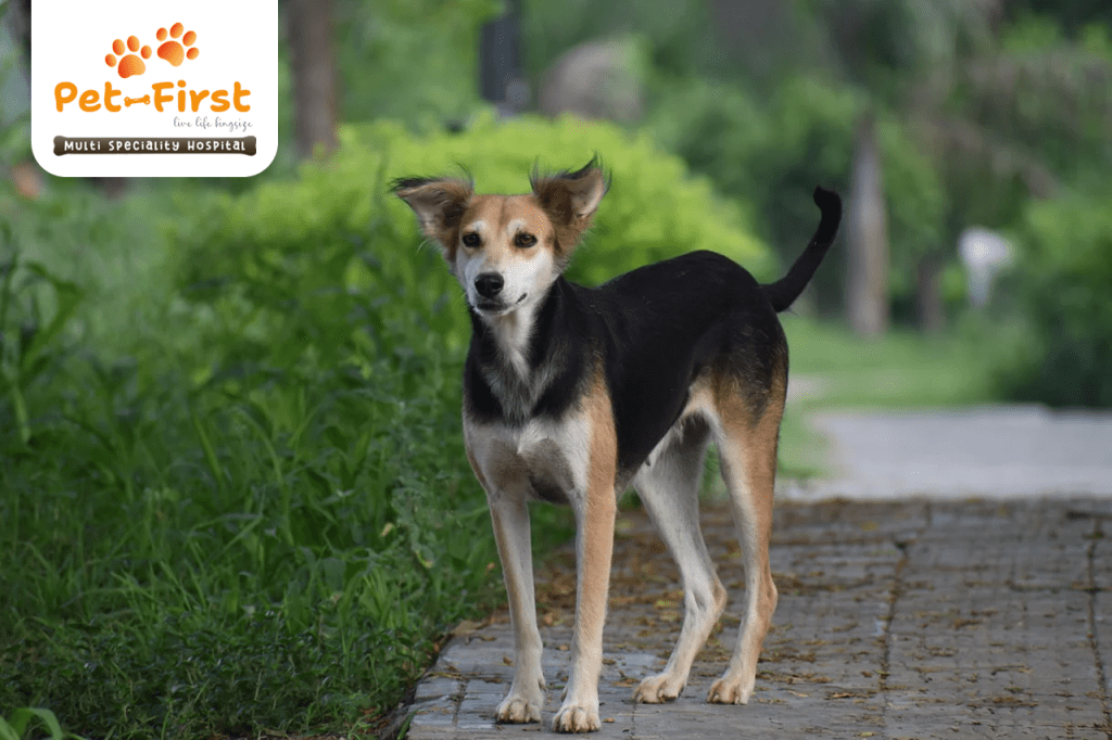 Top 5 Most Popular Dog Breeds in India - Pet First - Pet Hospital in Hyderabad