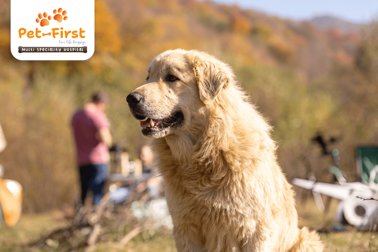 Behavioural Problems in Pets: Causes, Solutions & When to Seek Veterinary Help