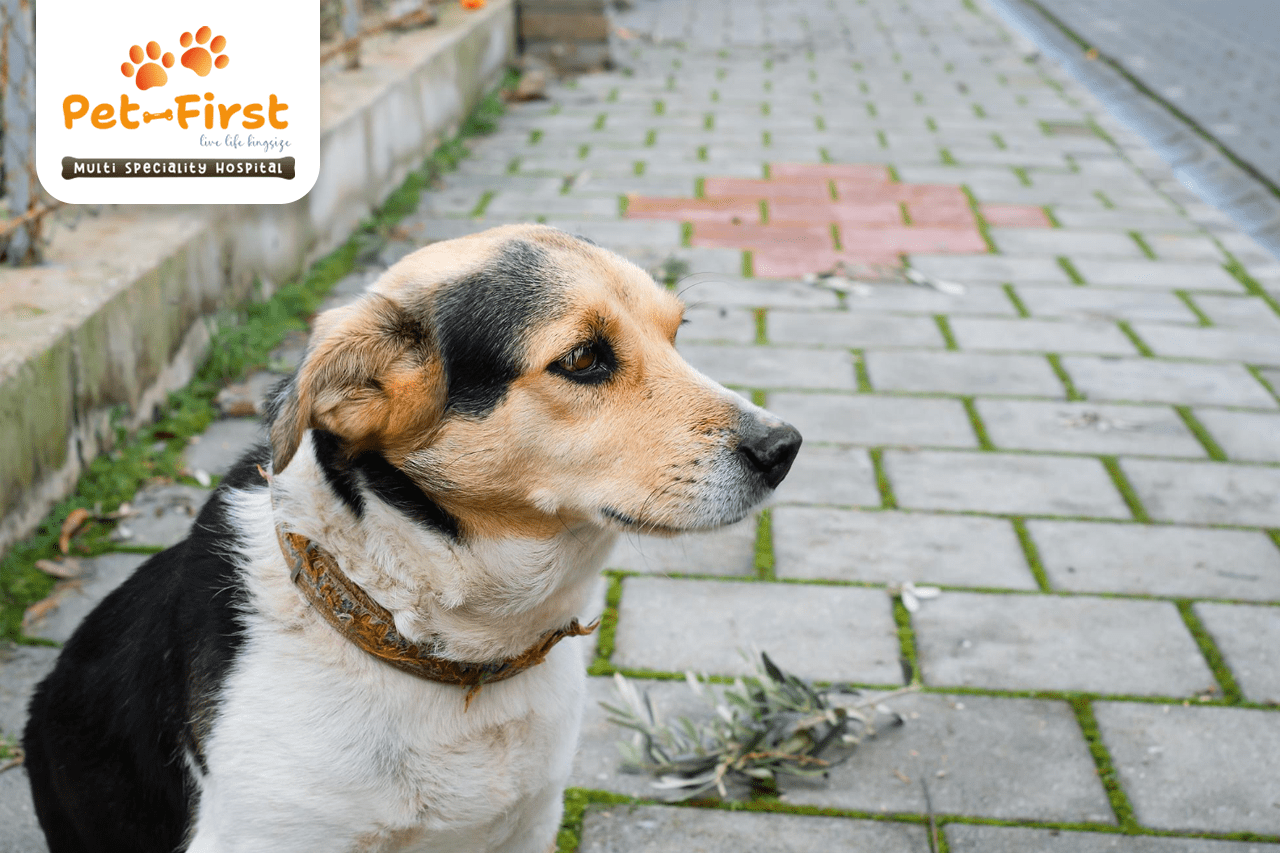 Senior Pet Care: How to Manage Your Dog or Cat’s Health Over 8 Years of Age