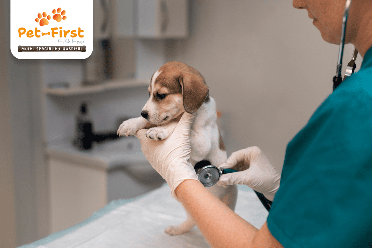 3 Common Health Problems in Dogs and How to Prevent Them