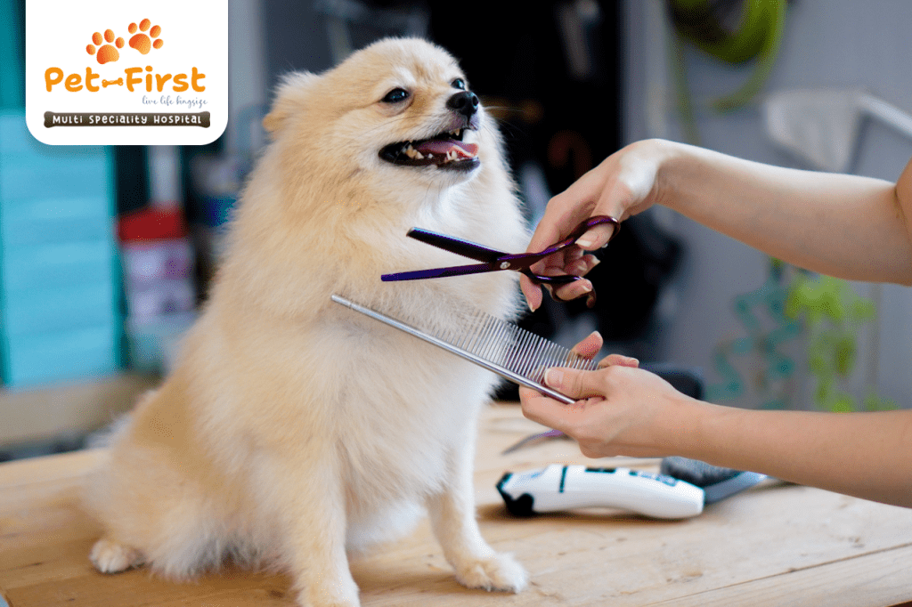 Dog grooming Grooming Center in Hyderabad