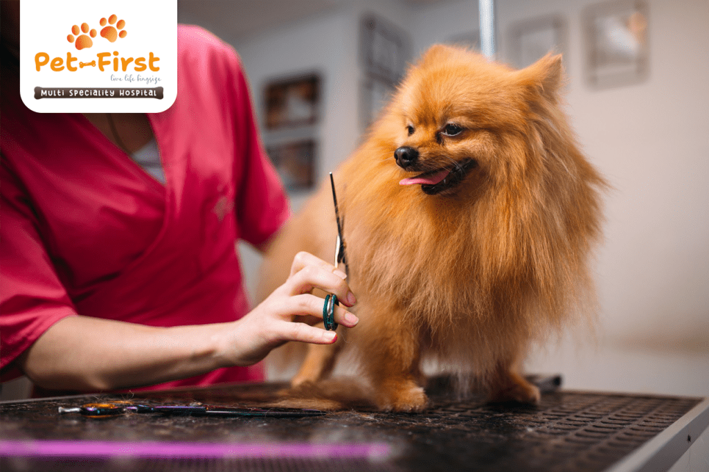 Affordable dog grooming services in Hyderabad
