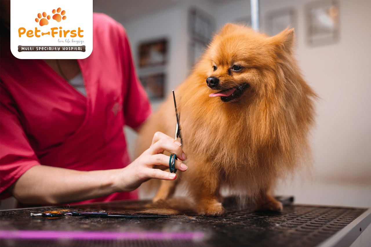 Affordable dog grooming services in Hyderabad