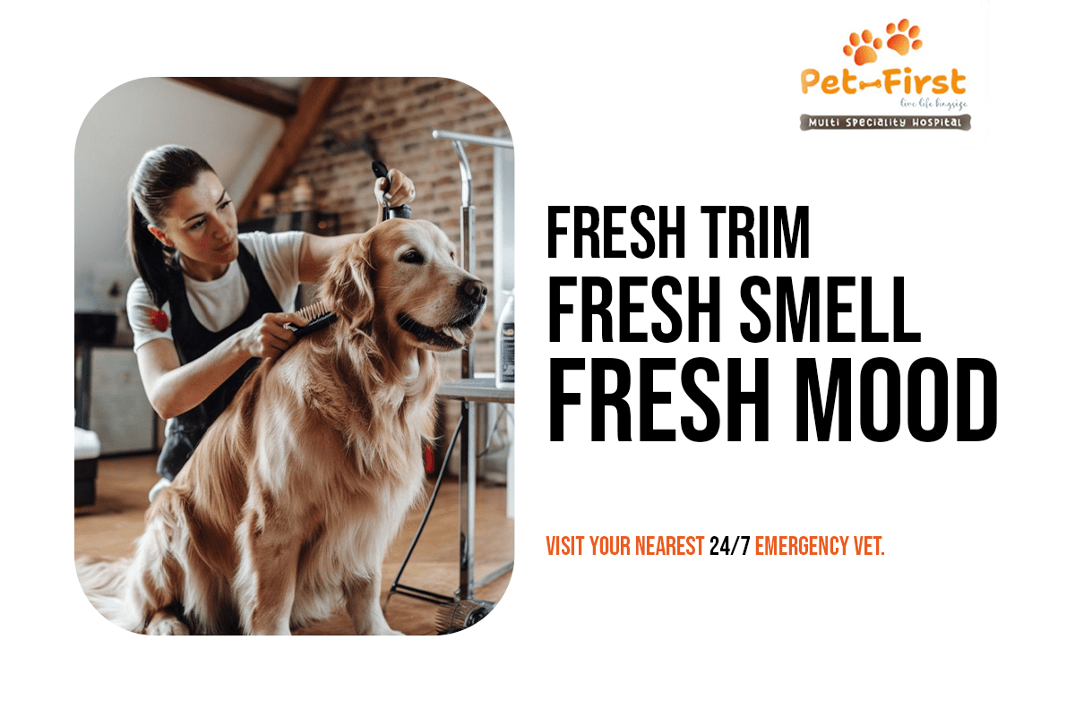 Pet Grooming in Hyderabad
