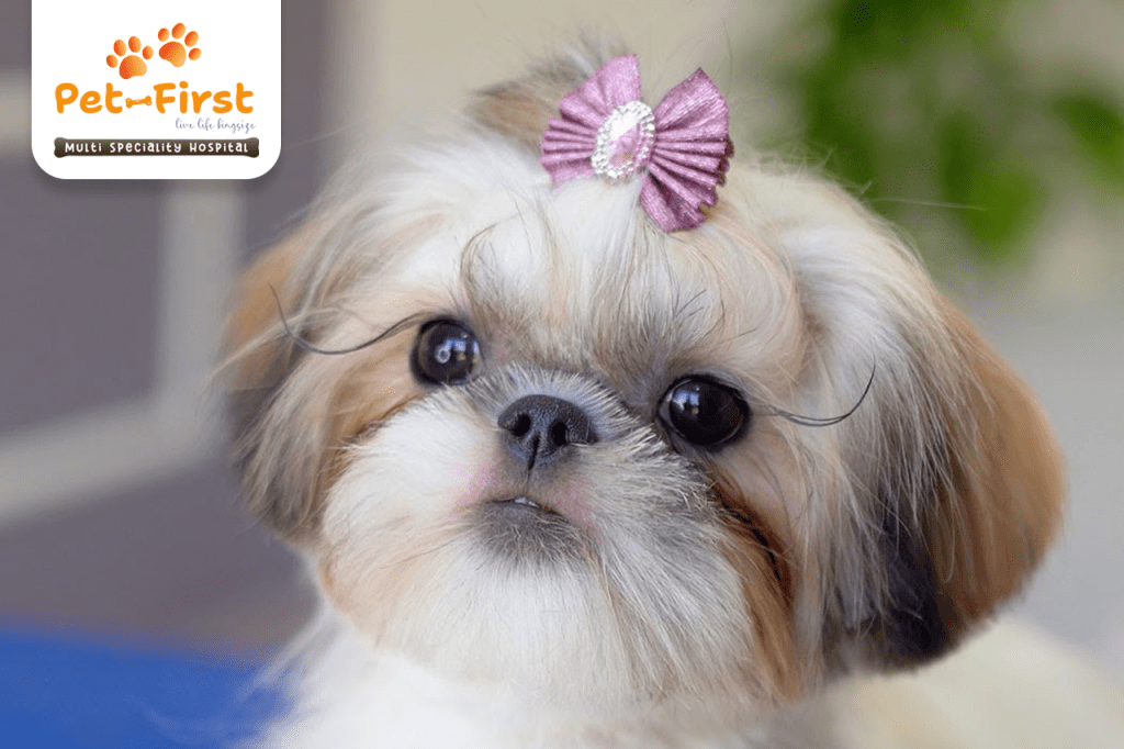 5 Best Hairstyles for Your Shih Tzu - Pet-first dog groomers in Hyderabad