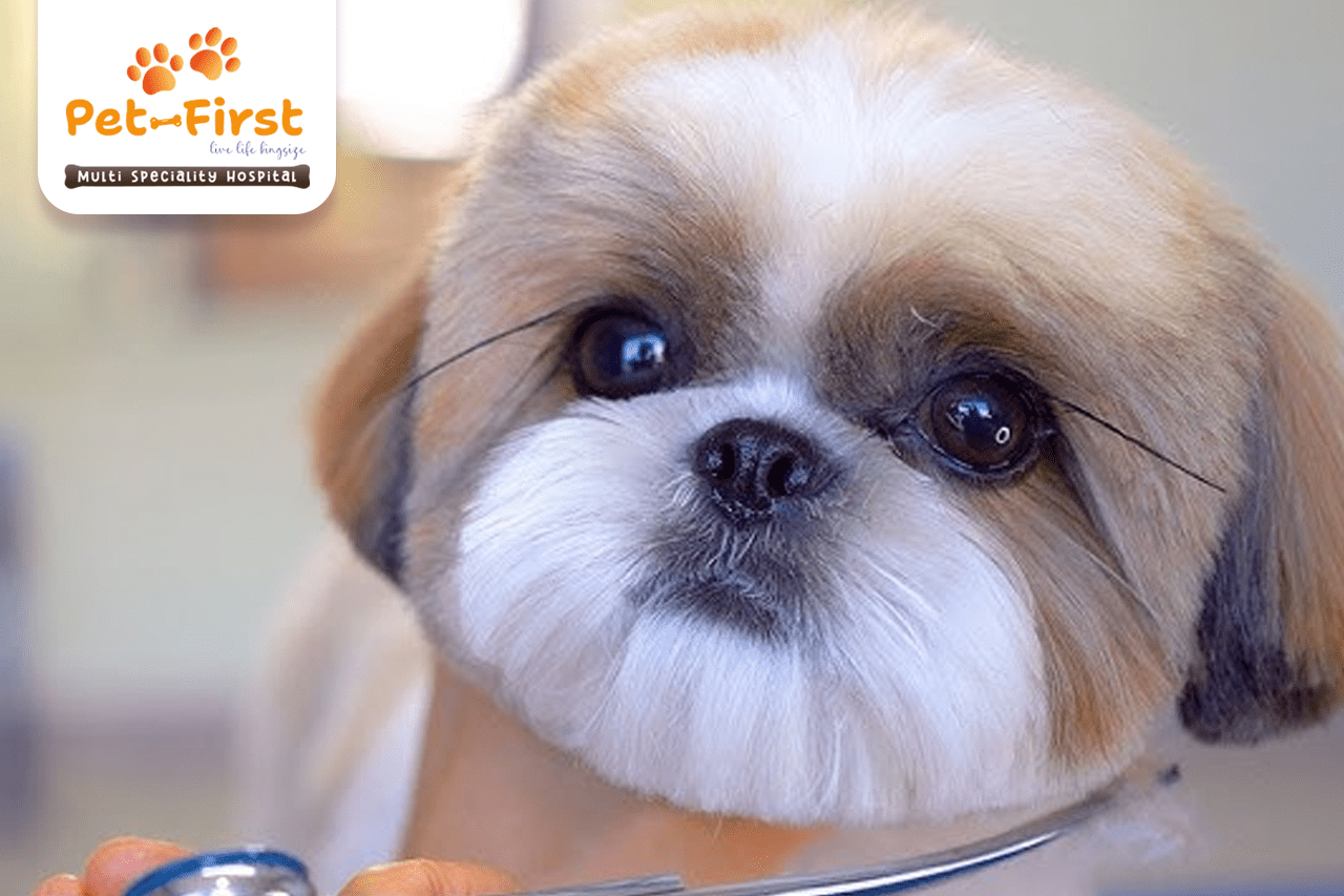 5 Best Hairstyles for Your Shih Tzu - Pet-first dog groomers in Hyderabad
