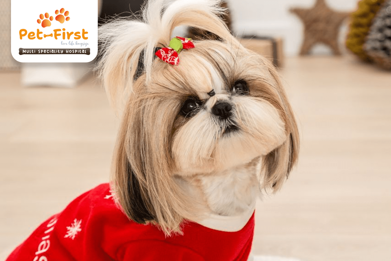 5 Best Hairstyles for Your Shih Tzu - Pet-first dog groomers in Hyderabad