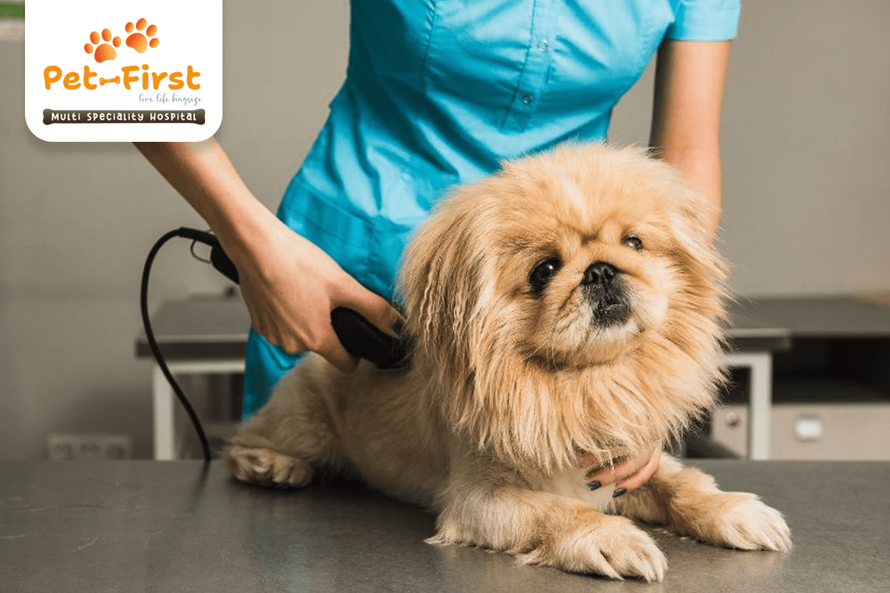 5 Best Hairstyles for Your Shih Tzu - Pet-first dog groomers in Hyderabad