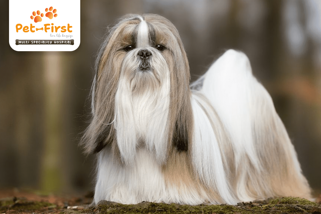 5 Best Hairstyles for Your Shih Tzu - Pet-first dog groomers in Hyderabad