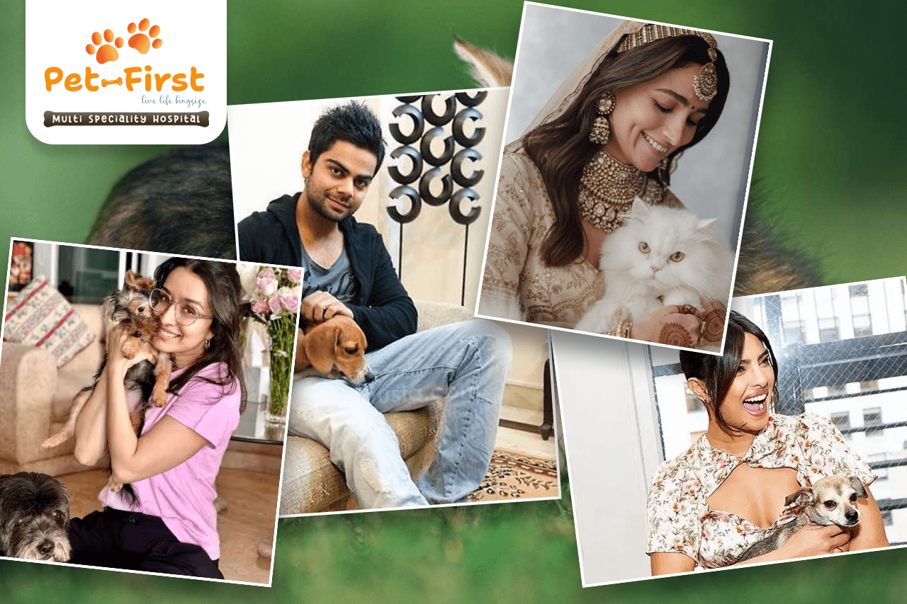 Top 10 Indian Celebrities and Their Adorable Pet Breeds