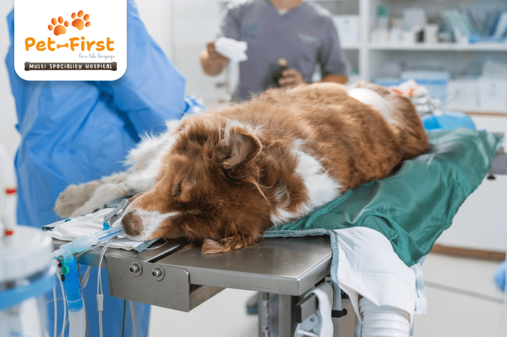 24 By 7 pet emergency care hospital in Hyderabad - Kokapet - Jubilee Hills