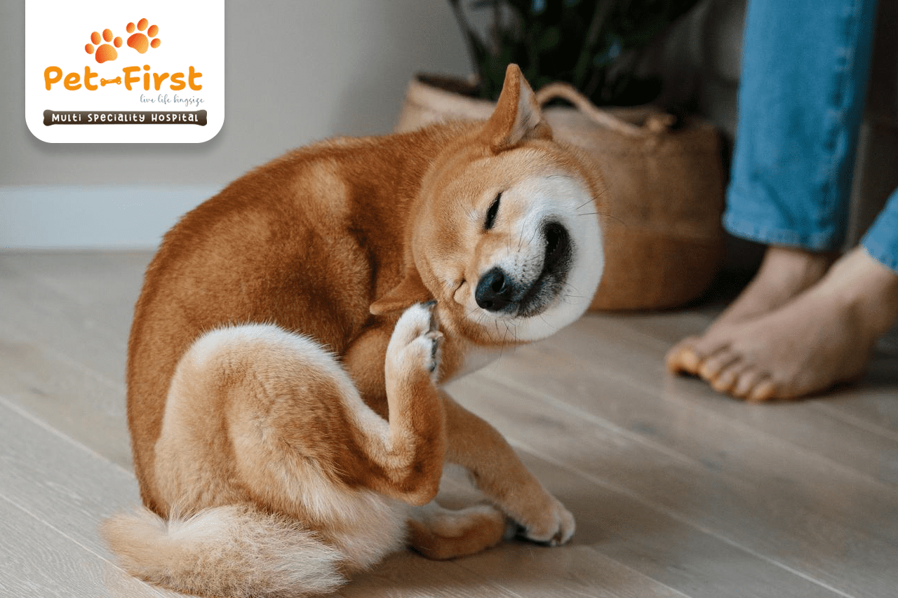 dog scratching problem