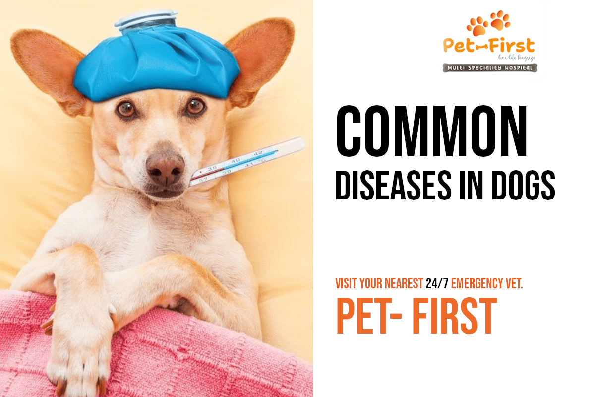 Common Diseases in Dogs