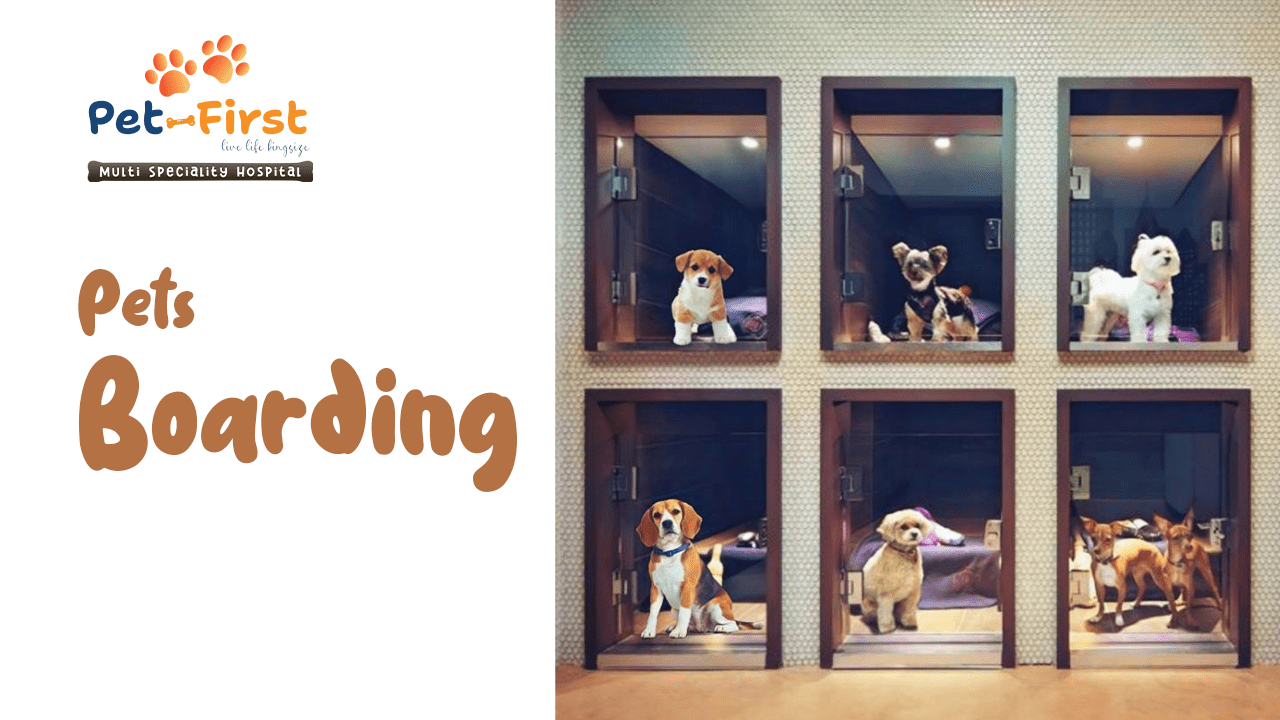 Pet Boarding in Hyderabad