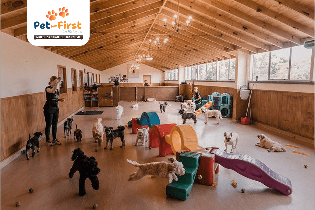 Pet Boarding Hyderabad
